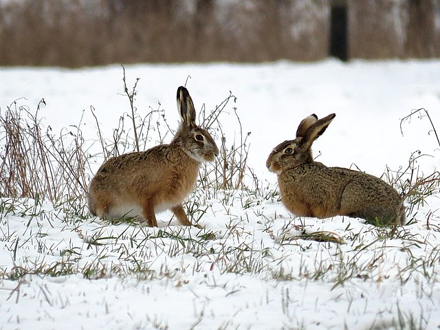 Lièvres bruns en hiver