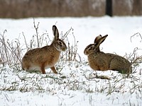 Lièvres en hiver