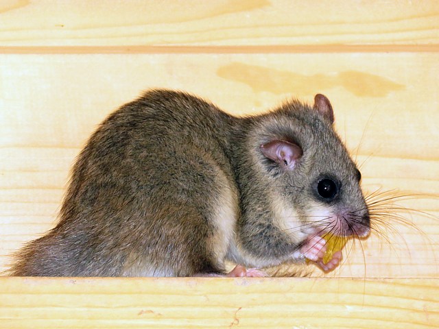 Loir gris mangeant une pomme