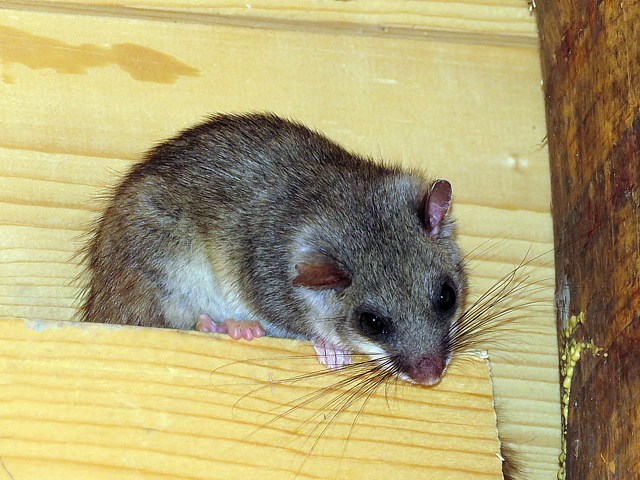 Loir gris perché