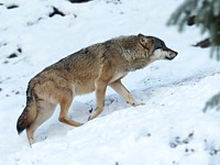 Loup, canis lupus lupus