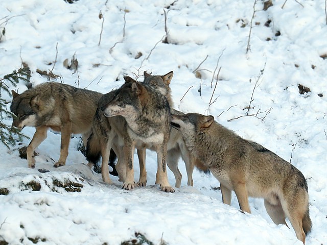 Meute de loups