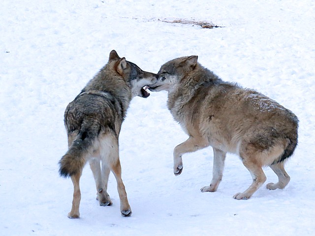 La hirarchie du loup