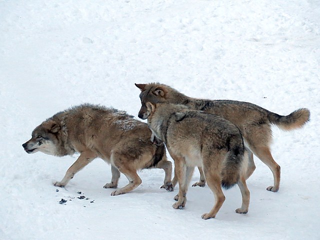 La soumission du loup