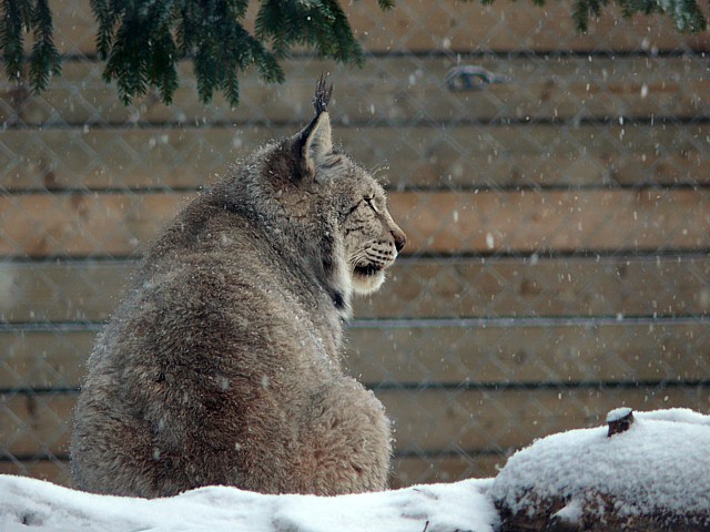 Lynx en hiver