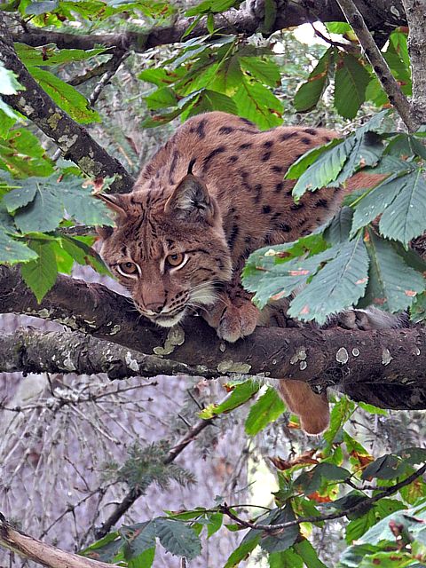 Lynx  l'afft