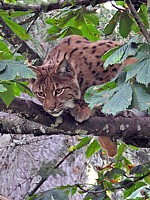 Lynx à l'affût