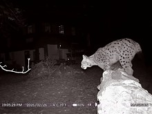 Lynx en caméra de chasse