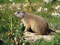 Jeu de marmottes