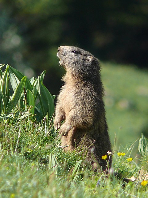 Marmotte debout