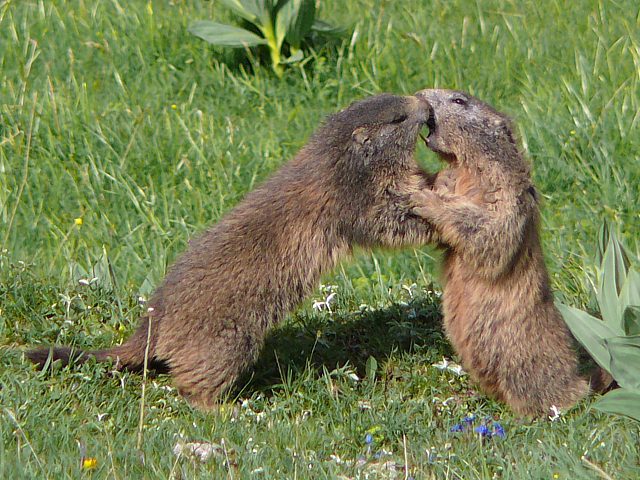 Jeu de marmottes