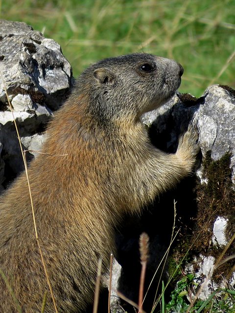 Marmotte debout