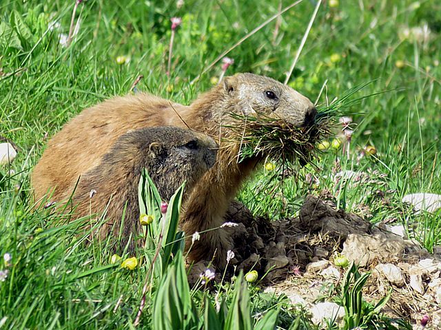 Travail de marmottes