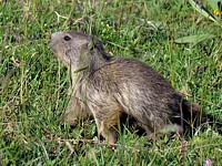 Marmotton