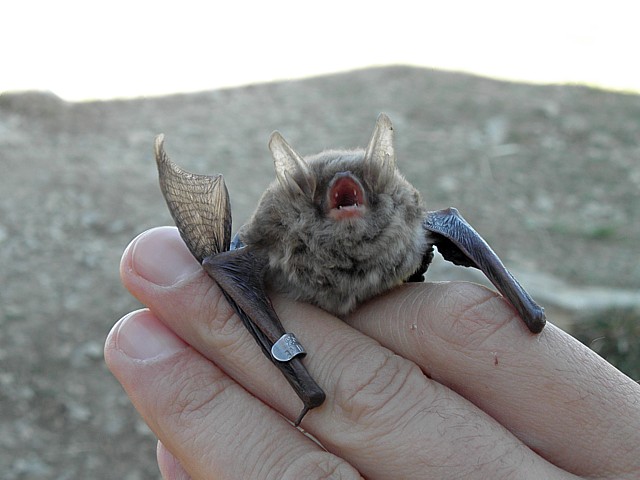 Murin de Natterer,  myotis nattereri