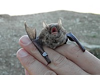 Murin de Natterer, myotis nattereri