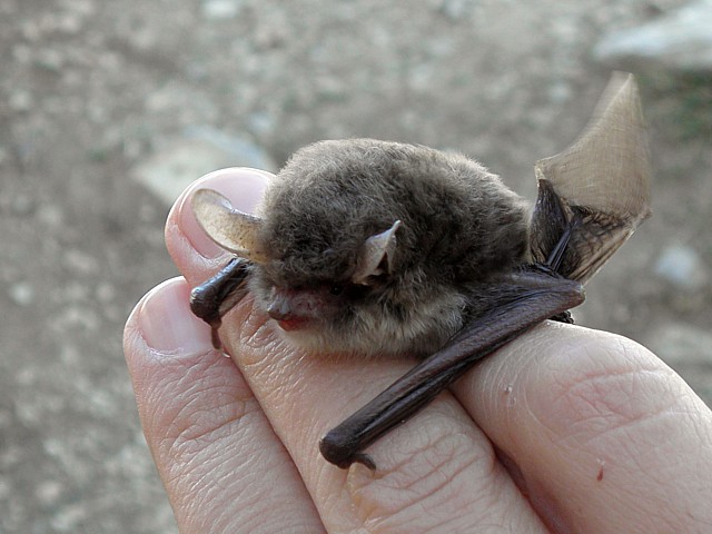 Murin de Natterer, myotis nattereri