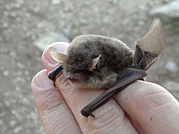 Murin de Natterer, myotis nattereri