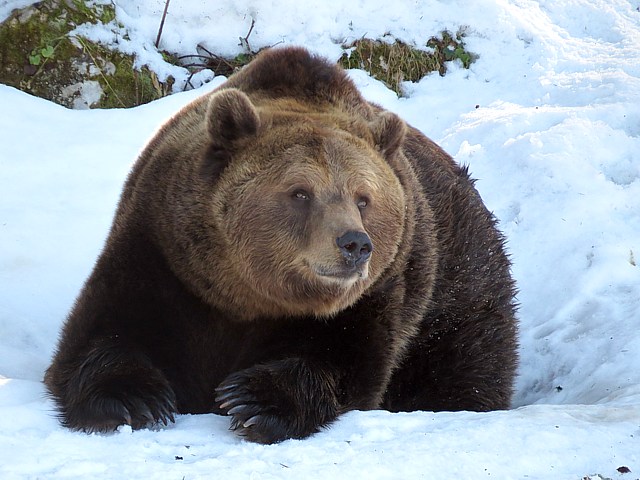 Ours brun, ursus arctos