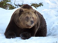 Ours brun, ursus arctos