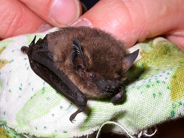 Pipistrelle, pipistrellus pipistrellus