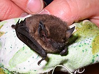 Pipistrelle, pipistrellus pipistrellus