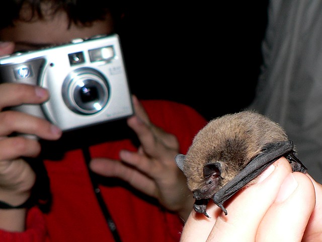 Pipistrelle, pipistrellus pipistrellus