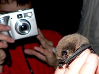 Pipistrelle, pipistrellus pipistrellus