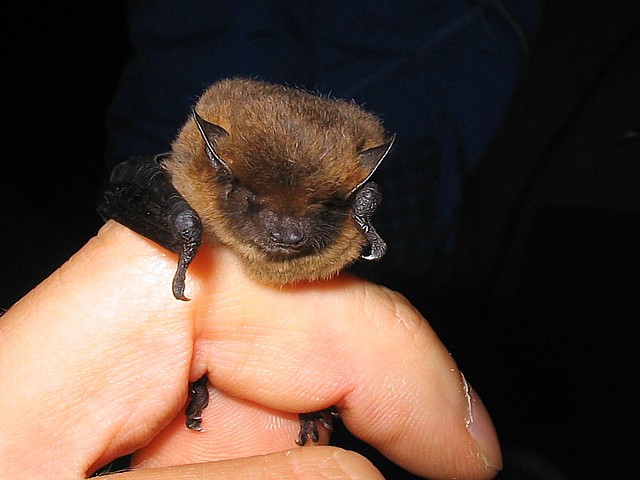 Portrait d'une pipistrelle