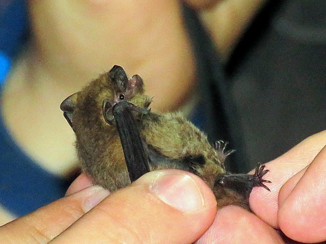 Pipistrelle commune