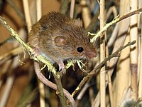 Rat des moissons, micromys minutus