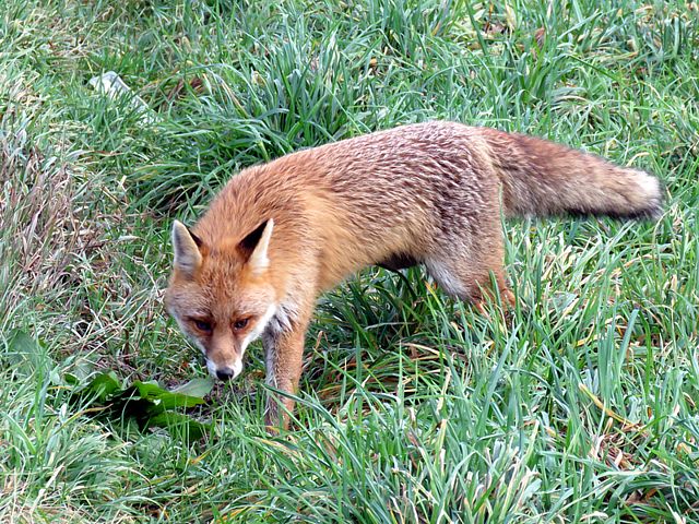 Renard roux, vulpes vulpes