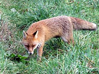 Renard roux, vulpes vulpes