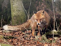 Renard roux, vulpes vulpes