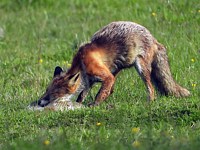 Renard roux en chasse