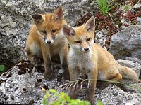 Renardeaux devant leur terrier