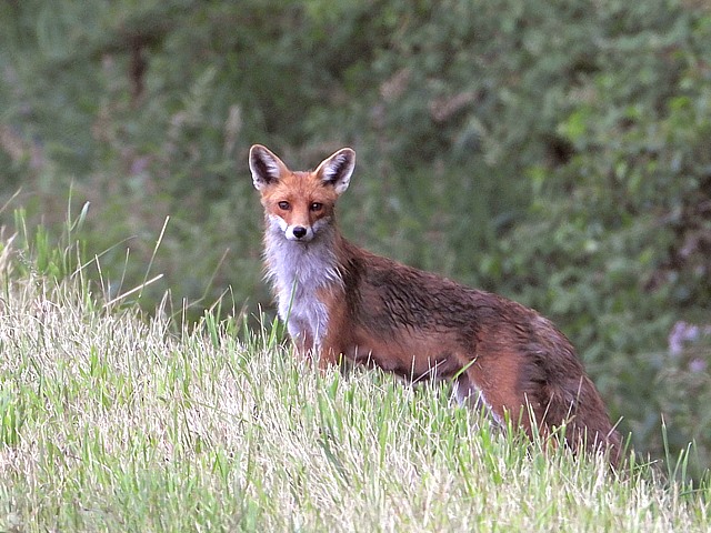 Rencontre avec un renard