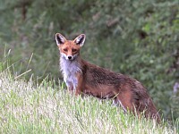 Jeune renard roux