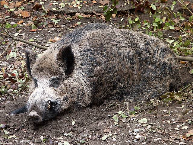 Sanglier mâle, sus scrofa