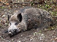 Sanglier, sus scrofa