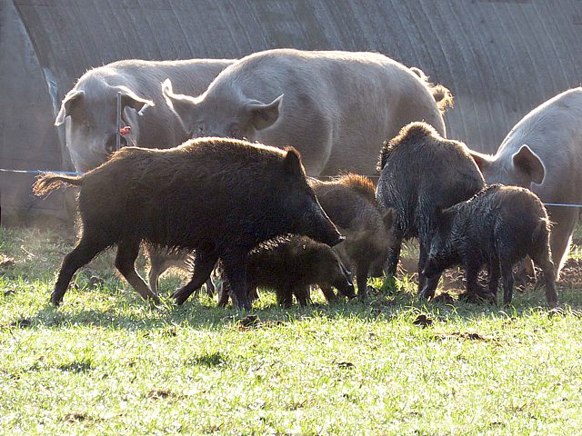 Sangliers avec cochons