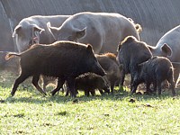 Sangliers avec cochons