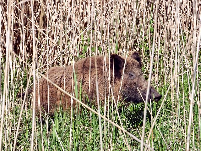 Laie, sus scrofa