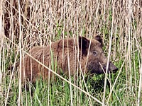 Laie, sus scrofa