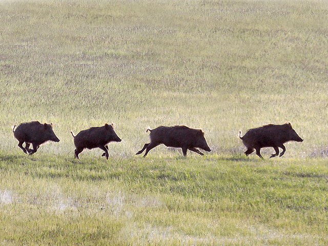 Sanglier en course