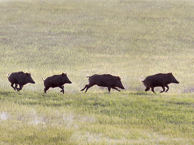 Sangliers avec cochons