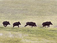 sanglier en course