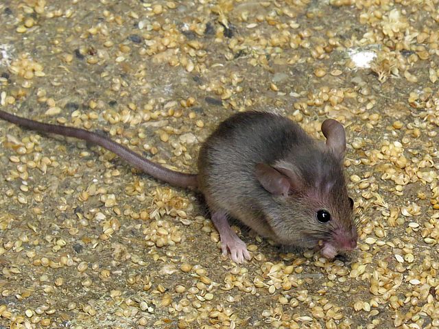 Souris grise, mus musculus