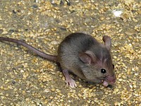 Souris grise, mus musculus