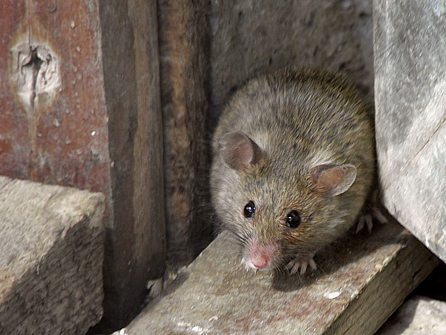 Souris grise, mus musculus